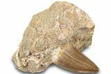 Fossil Mosasaur (Mosasaurus) Tooth In Rock - Morocco #311870-1